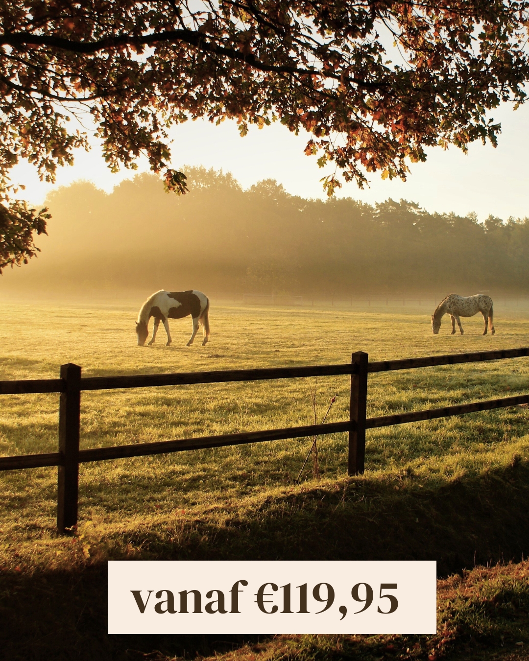 voedingsadvies meerdere paarden